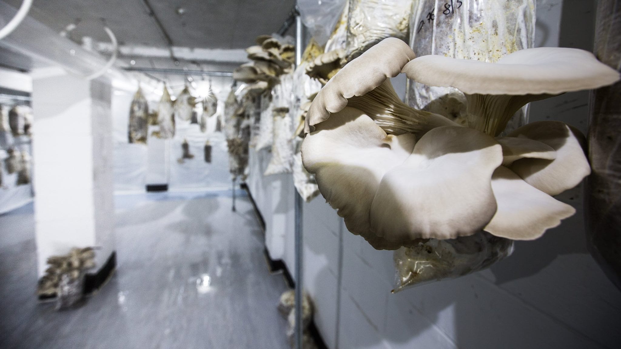 Urban Farmers Unit 1