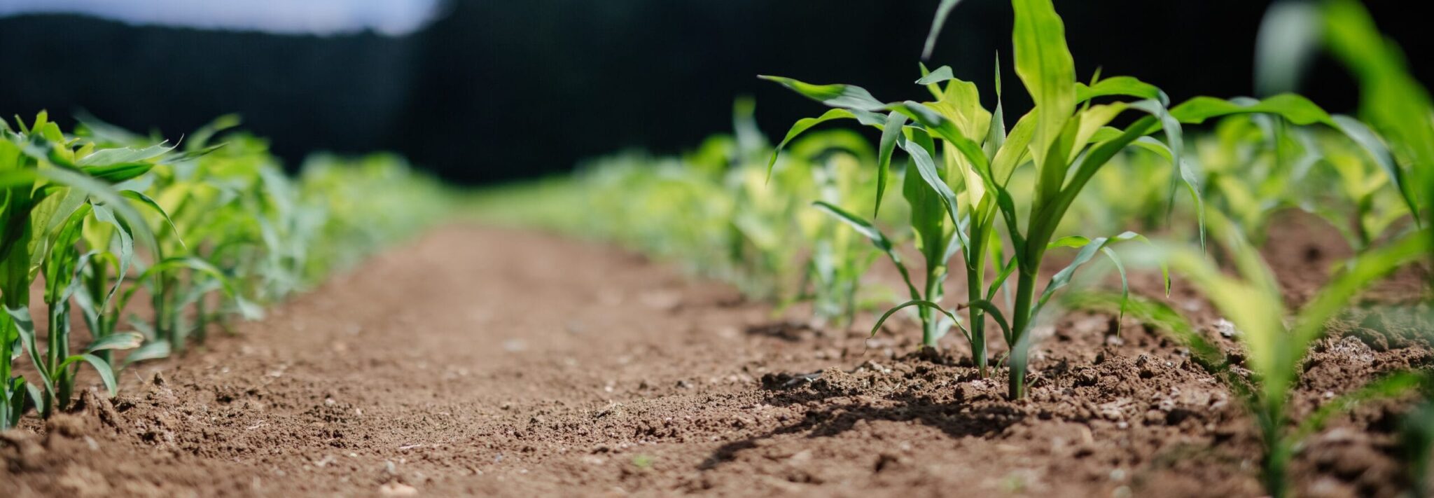 adrian-infernus-BN6iQEVN0ZQ-unsplash