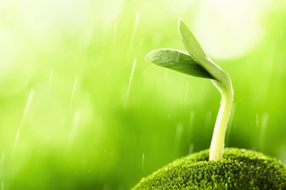 Sprout in the rain